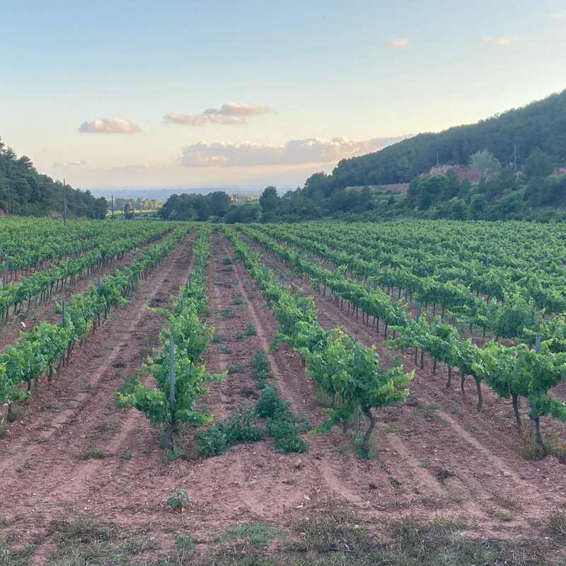 Reihen von Weinstöcken erstrecken sich über einen Weinberg, umgeben von grünen Hügeln und Bäumen unter einem teilweise bewölkten Himmel im frühen Morgen- oder späten Nachmittagslicht.
