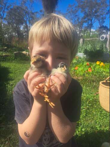 Un niño pequeño está de pie al aire libre, sosteniendo dos esponjosos pollitos cerca de su cara. La luz del sol, la hierba verde, los árboles y las flores crean una alegre escena en el patio trasero.