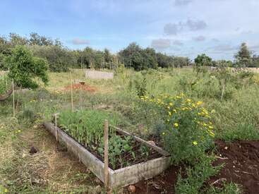 A small raised garden bed with green plants is surrounded by tall grass and wildflowers. Trees and bushes grow in the background under a cloudy sky.