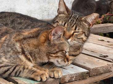 Dois gatos malhados estão aconchegados e descansando juntos sobre uma superfície de madeira, com os olhos fechados, aproveitando a luz do sol, parecendo tranquilos, confortáveis e felizes um com o outro.