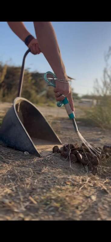 A hand with a rake collects animal droppings into a black scoop outdoors on dry ground, beneath a blue sky, surrounded by scattered plants and sunlight.