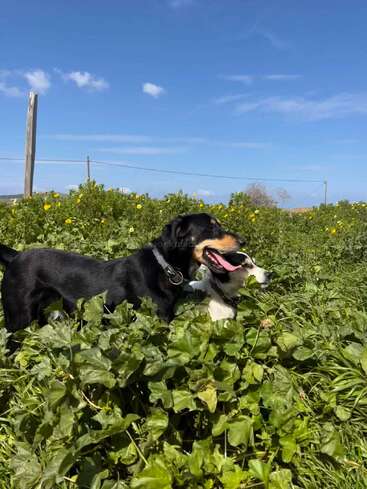 Two playful dogs stand in tall green grass beneath a bright blue sky. The sun is shining, yellow flowers bloom, and the dogs appear joyful.