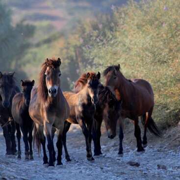 The image depicts a group of five horses, including a foal, walking on a dirt path in a wooded area, with trees and bushes in the background.