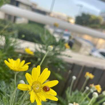 Im Fokus blüht eine leuchtend gelbe Margerite, auf deren Blütenblättern ein Marienkäfer sitzt. Weitere Margeriten und verschwommenes Grün bilden einen sanften, urbanen Hintergrund.