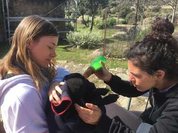Deux femmes s'occupent d'un agneau noir, l'une le tenant et l'autre le nourrissant à l'aide d'un biberon vert. Elles sont en plein air par une journée ensoleillée.
