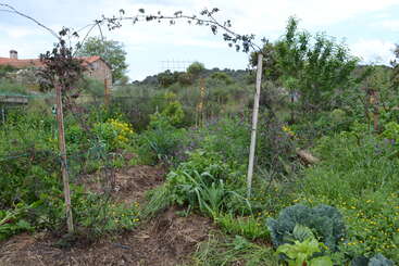 L'image représente un jardin florissant avec des plantes et des arbres variés, mettant en valeur un espace extérieur bien entretenu avec un sentiment de croissance et de vitalité. Le jardin est luxuriant et verdoyant.