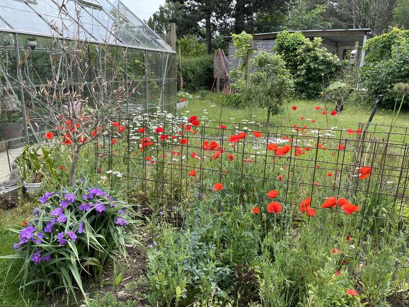 Un vibrante jardín con amapolas rojas brillantes, lirios morados y margaritas blancas rodea un invernadero. Una exuberante vegetación y un cobertizo completan la apacible escena.