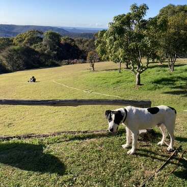 The image depicts a serene landscape featuring a white dog with black spots, a person sitting on the grass, and a picturesque view of trees and hills under a clear blue sky.