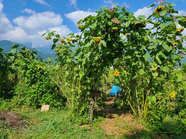 Ein üppiger Garten mit hohen Sonnenblumen und grünem Laub bildet einen natürlichen Torbogen. Der blaue Himmel, die Berge und ein hellblauer Stuhl vervollständigen die friedliche Szene.