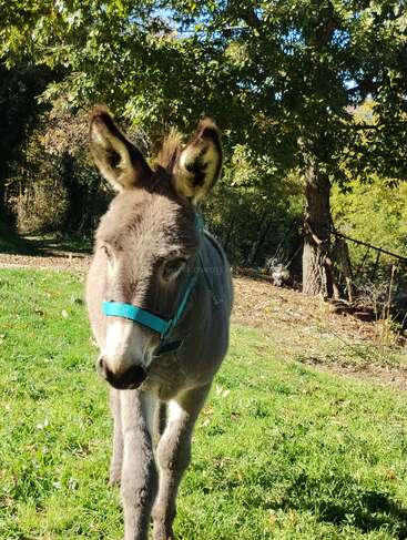 A gray donkey with a turquoise halter stands on green grass, surrounded by trees and sunshine. The scene is peaceful and filled with natural beauty.
