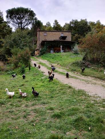 A rustic house sits surrounded by dense trees and lush greenery. Chickens and ducks wander the grassy path, creating a peaceful and rural countryside scene.