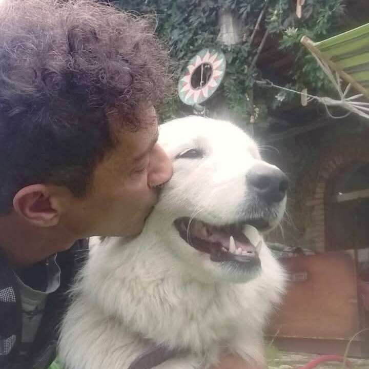 A man lovingly kisses a large, fluffy white dog on the cheek. The dog appears happy and content. There is greenery and outdoor decor in the background.