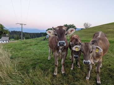 L'image représente trois vaches brunes portant des étiquettes jaunes à l'oreille, debout dans un champ herbeux, entouré de collines ondulantes et d'une chaîne de montagnes lointaine.