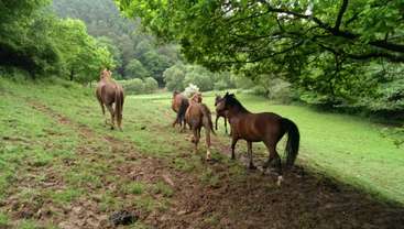L'image représente un groupe de chevaux broutant dans un champ, avec quelques chevaux au premier plan et d'autres à l'arrière-plan, illustrant leur habitat naturel. La scène est sereine et paisible.