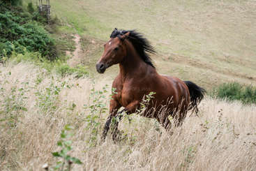L'image représente un cheval debout dans un champ, avec une clôture visible à l'arrière-plan. Le cheval est tourné vers la gauche et son corps est orienté vers la droite de l'image.