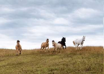 Das Bild zeigt fünf Pferde, die unter einem wolkenverhangenen Himmel durch eine Wiese mit hohem, gelbem Gras laufen und ihre dynamische Bewegung und natürliche Schönheit zur Schau stellen.