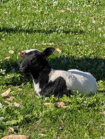 Un agneau noir et blanc se repose paisiblement dans un pré verdoyant, profitant des rayons du soleil. Quelques feuilles sèches sont éparpillées autour de cet animal serein.