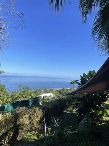 Un frondoso jardín tropical da a un tranquilo océano azul bajo un cielo despejado. Las palmeras enmarcan la escena, creando una vista costera tranquila y pintoresca.
