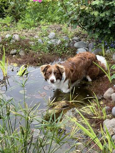 Ein braun-weißer Hund steht im seichten Wasser eines Gartenteichs, umgeben von grünen Pflanzen, Steinen und blühenden Blumen. Er sieht neugierig aus.