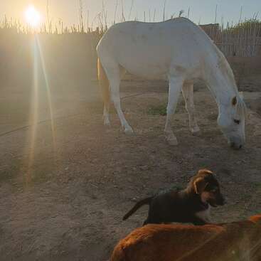 A white horse grazes peacefully in a dusty yard at sunset. Nearby, a black puppy and another brown animal are also visible in the scene.
