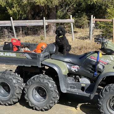 La imagen muestra a un perro negro sentado en un quad con el logotipo de Polaris, aparcado delante de una valla en una zona de hierba, rodeado de árboles.