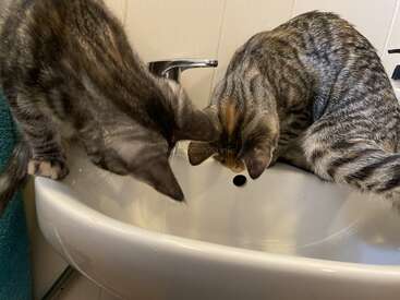 Dois gatos malhados curiosos estão sentados na borda de uma pia branca do banheiro, olhando atentamente para o ralo, talvez procurando água ou algo interessante.