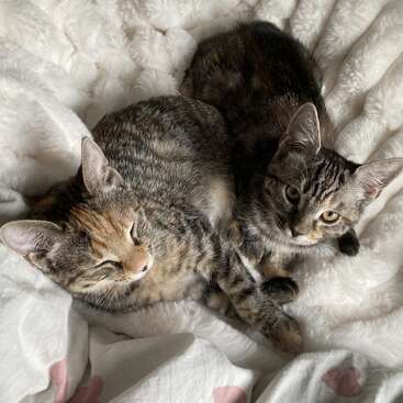 Dois gatinhos malhados adoráveis estão aconchegados um ao outro sobre um cobertor branco macio e fofo. Um deles está com os olhos fechados, enquanto o outro olha para cima com curiosidade.