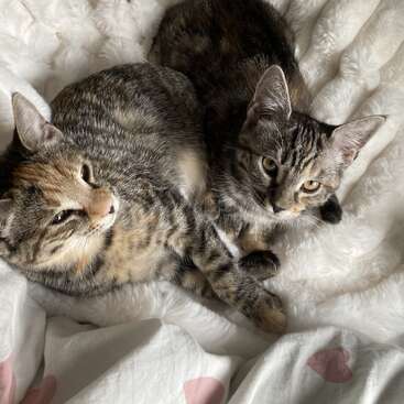 Deux adorables chatons tigrés se blottissent l'un contre l'autre sur une couverture blanche et moelleuse. Ils ont l'air bien au chaud et heureux, se prélassant dans la douce lumière du soleil près de la fenêtre.