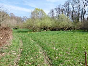 Ein grasbewachsener Pfad schlängelt sich durch eine üppig grüne Wiese, gesäumt von knospenden Bäumen und heruntergefallenen Ästen, vor dem Hintergrund hoher, blattloser Bäume unter blauem Himmel.