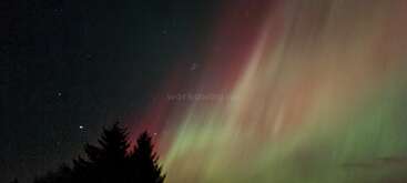 The image shows a night sky illuminated by vibrant aurora borealis with green and pink hues, silhouetted trees below, and countless stars shining brightly above.