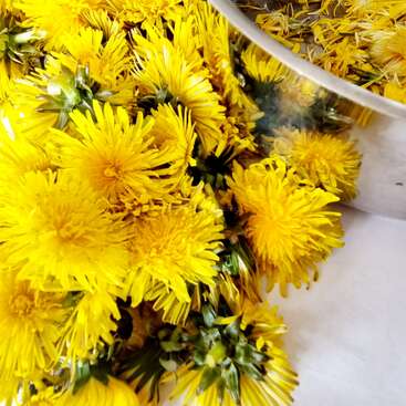 A vibrant pile of fresh yellow dandelion flowers rests next to a reflective metal bowl on a white surface, capturing a bright, cheerful springtime scene.