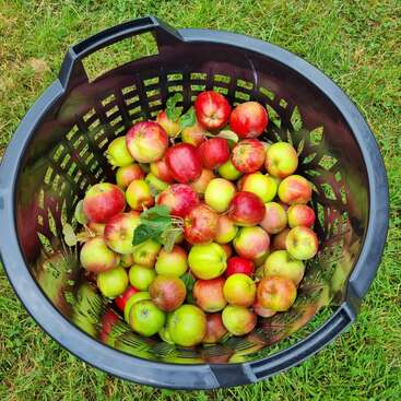 The image is a collage of five photos, showcasing apples, apple pie, and ingredients, likely related to cooking or baking, with a rustic and natural theme.