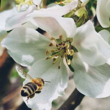 The image features three close-up photos of white apple blossoms with bees, showcasing the flowers\' delicate petals and the busy bees collecting nectar.