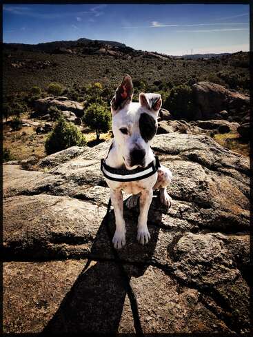 Das Bild zeigt einen weißen Hund mit schwarzen Flecken, der auf einem großen Felsen sitzt und ein schwarzes Geschirr trägt, vor einer malerischen Kulisse aus Hügeln und Bäumen unter einem klaren blauen Himmel.