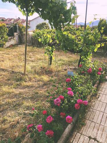 Das Bild zeigt eine heitere Gartenszene mit einer Reihe rosafarbener Rosen, einem Baum und einem Weinberg vor dem Hintergrund von Häusern und Bergen.