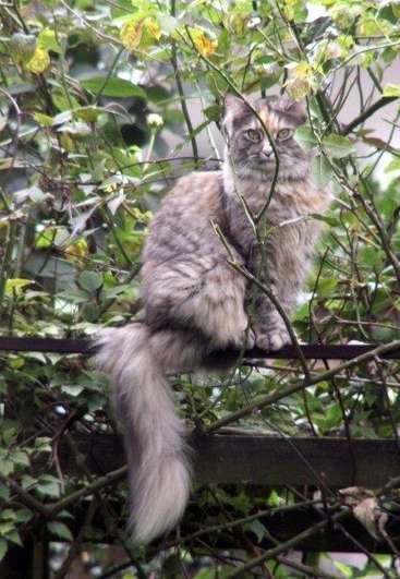 The image depicts a long-haired cat perched on a wooden fence, surrounded by lush greenery, with its tail hanging down and gazing to the right.