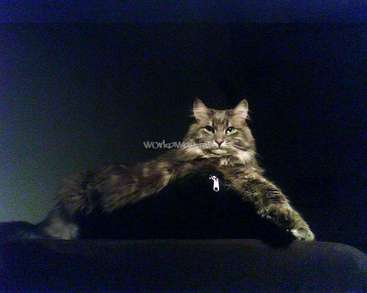 The image depicts a long-haired cat with a zipper on its chest, set against a dark background. The cat appears to be sitting on a surface.