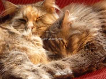 The image depicts two long-haired cats sleeping on a red corduroy surface, with a watermark reading "workaway.info" in the center.