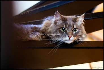 The image features a long-haired cat with green eyes and a white muzzle, gazing directly at the camera from a dark wooden surface.