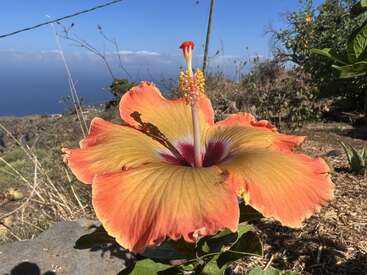 A large, vibrant orange hibiscus flower with a red center blooms outdoors in sunny, dry surroundings, set against a clear blue sky and distant ocean view.