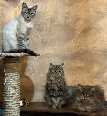 Three cats pose indoors: one light-colored with stripes sits on a scratching post, while two fluffy, long-haired tabby cats sit calmly on a wooden shelf.