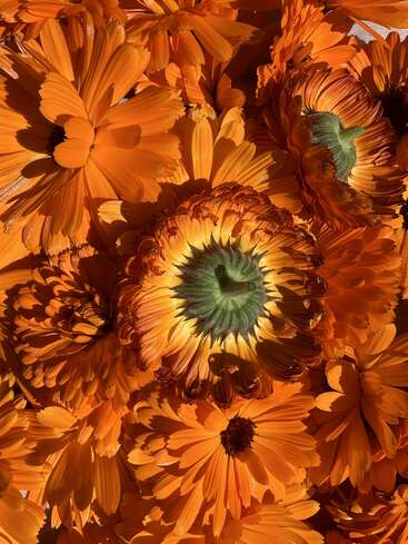 Un primer plano lleno de vida de varias flores de caléndula naranja, con pétalos detallados y distintos tonos de naranja, iluminadas por la luz del sol, lo que crea una composición cálida y llena de vida.