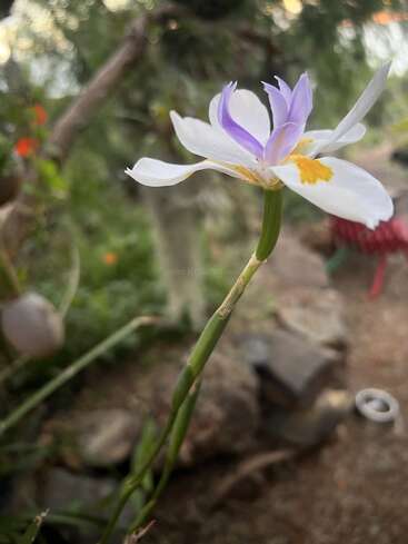 A single delicate flower with white petals, yellow center, and pale purple accents stands tall against a soft, blurred background of greenery and rocks outdoors.