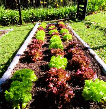 This image shows a neat garden bed with alternating rows of bright green and red lettuce plants, surrounded by grass and lush greenery, thriving in sunlight.