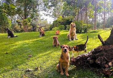 A sunny, grassy park scene features several dogs of different sizes and colors sitting and standing, alongside a single cat, surrounded by lush green trees.