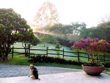 A serene garden bathed in morning sunlight, with lush green grass, vibrant flowers, and a dog sitting on the patio beside a ball. Peaceful atmosphere.