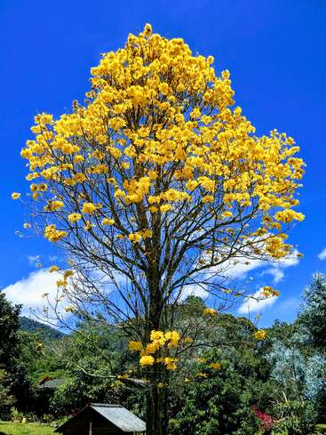 A vibrant yellow flowering tree stands tall against a clear blue sky, surrounded by lush greenery and a small thatched-roof structure at its base.