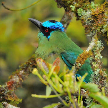 A vibrant bird with a striking blue crown, green body, red eye, and black beak perches among mossy, leafy branches in a lush forest environment.