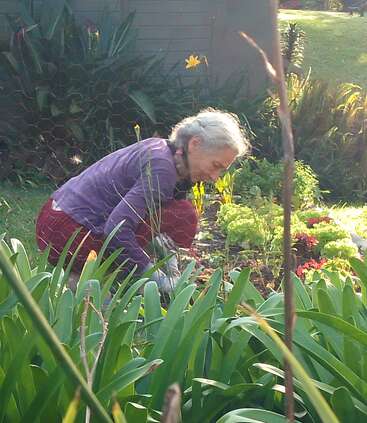 An elderly woman with gray hair and a purple sweater is gardening, tending to plants in a lush, sunlit garden surrounded by greenery and flowers.