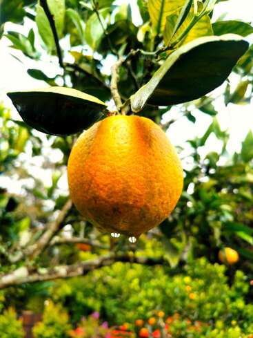 Une orange mûre pend à une branche feuillue, scintillant de gouttelettes d'eau. Le feuillage d'un vert luxuriant, les couleurs vives du jardin et la lumière du soleil composent une scène éclatante et rafraîchissante.